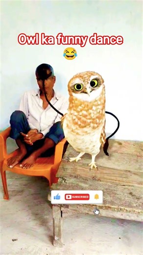 😂 Owl ka funny dance 🦉#shorts #trendingshorts #viralshorts #owl