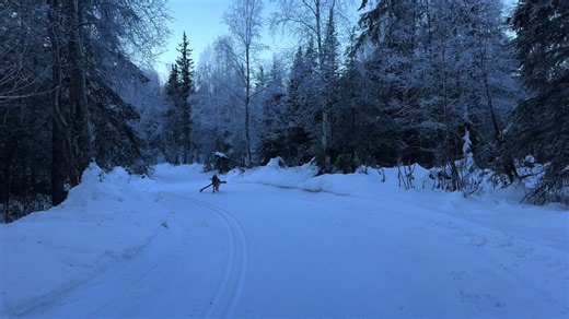 German Shepherd Training Tips and Tricks