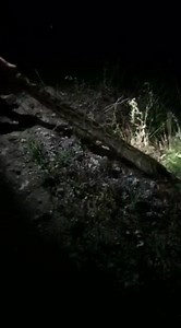 One of last nights catches, we believe it's a big a female... she was incredibly powerful. More videos of captures throughout the day/weekend so make sure to like and follow our page for daily captures/rescues and wildlife reports aswell!! We will try to do some live captures if reception allows for it. #pythonhunt #martincountytrapping #kimmelsremovals #martincountyrescue #kimmelsrescues #everglades #saveflorida | Python Cowboy Hunts