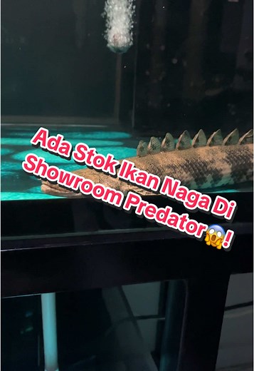 Ikan Palmas Andly Cherry Siap di Showroom Predator