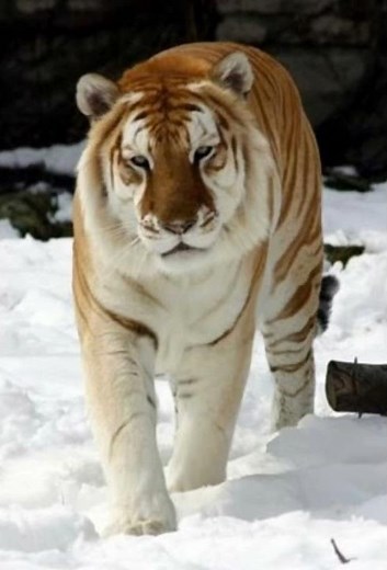 Golden Tiger Sound Effects 🐯 🔊