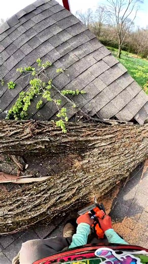Crane Pulls Tree Limb Out of Tornado-Damaged House | Happy Tree
