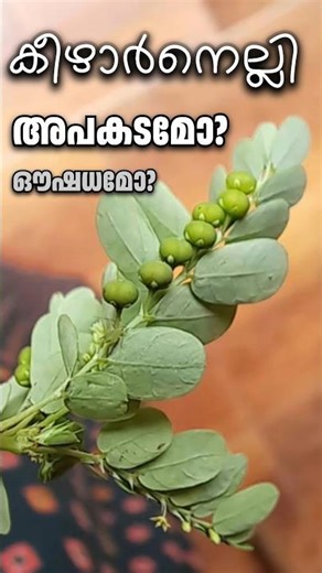 കീഴാർനെല്ലി അപകടമോ ❓ ഞെട്ടിക്കുന്ന കണ്ടെത്തൽ #farming #tips #plants #garden #krishi
