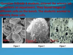 Grade 6 Science Semester 1 Exam Review