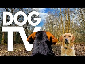 GoPro DogTV | 10hrs of Calming Virtual Dog Walks Through Serene Ancient Forests 🐾🌳 Dog POV