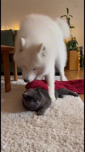 Chien et chat : une amitié spéciale Chien couvre le chat avec une couverture. #fblifestyle #AI Generated using Kling AI . . . (À des fins de divertissement uniquement. Consulter des professionnels si des conseils sur les activités sont présentés. Aucune affiliation à une marque n'est implicite si elle est représentée. Si le contenu s'inspire d'événements réels, des adaptations créatives peuvent être incluses. Le contenu peut inclure des images publiques.) | Fabiosa France