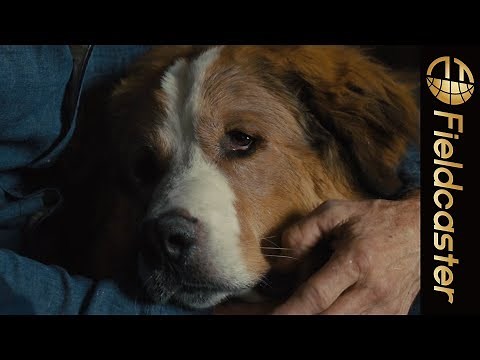 犬と飼い主の絆に感動の涙が止まらない！『僕のワンダフル・ジャーニー』
