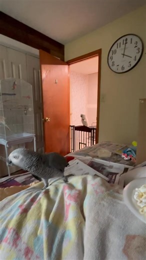 Buster, Earl & Percy popcorn party Action park documentary #parrotlife #action #actionpark | Maebynbuster