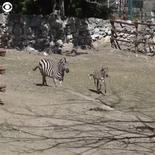 13K views · 546 reactions | ZEBRA BABY: A baby zebra was seen prancing around his enclosure alongside his mom at the Belgrade Zoo in Serbia on Thursday. The zoo said the male was born three days prior on April 1 and that he has yet to be named. | KIFI Local News 8 | Facebook