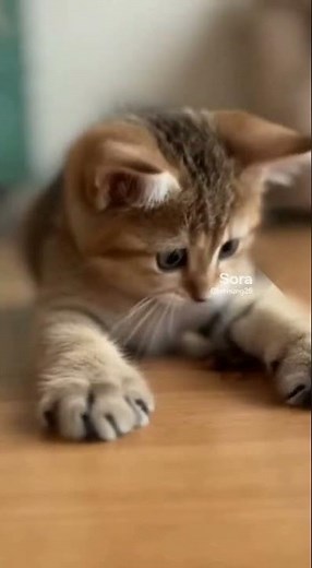 Kitten Playing with Cockroach" – Curious and Funny! 🐱🐞