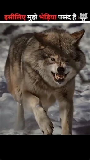 Why Do I Like Wolves? 😱 The Shocking Truth About Wolves 🐺