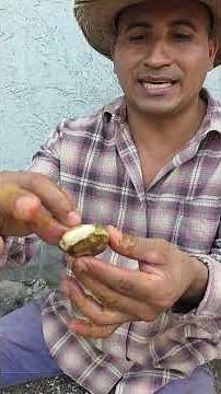 The Right Way to Germinate Mango Seeds