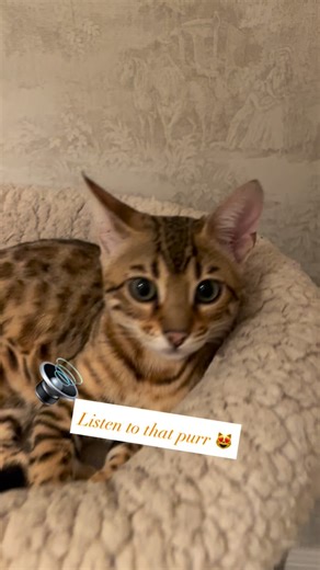 Need some medicine for your soul? Here’s a dose of a friendly purring bengal kitten. 🥰😻🫶❤️ #katt #kattinstagram #kattisverige #familjemedlem #bengalkatt | TokoChinook bengals