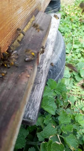 Bees at Work: The Essential Role of Pollen Collection