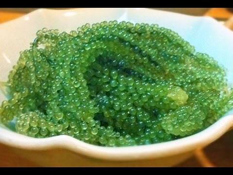 Delicious and healthy super food Umi Budo sea grapes