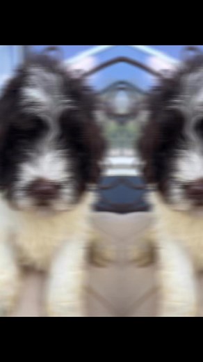 Mini Newfypoo ❤️ | Prize Poodles and Doodles