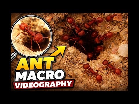 North American Red Ant - Wild life -Macro Videography 3-22-26