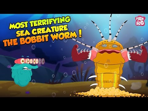 Bobbit Worms | Most Terrifying Creatures Ever | The Dr Binocs Show | Peekaboo Kidz