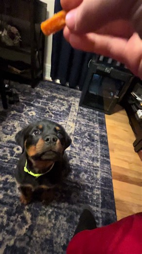 His reaction time is crazy #fyp #dog #rottweiler | Rottweiler