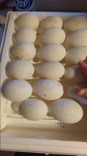 Video 11 - How to incubate goose eggs - 8 hour check-up - swapping, rotating and spraying the eggs.