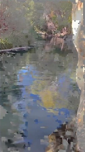 Birds Nest by Cold Spring at Piru Creek #california #nature #wildlife