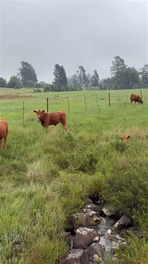 (Keep your sound on for this one!) Our Angus bull Yellowstone (CP239921) with his group of 25 cows and their calves enjoying the misty morning by the stream 🤎🐮 Nature is the soundtrack here. Listen out for the special call at the end and comment when you hear it! 🦅🌿 | Southern Block Farming