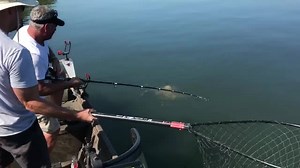 The "Fight" was on with a East Tennessee River Monster ! He was left handed and insisted on reeling in the fish like this ....I guess it worked...lol Call us when your serious about catching a River Monster (865) 680-7672 Check out YouTube Video of this beast ! @ https://youtu.be/ozA0jbvfpfI | Tennessee River Monsters Fishing Guide Service - Striper, Musky & Catfish