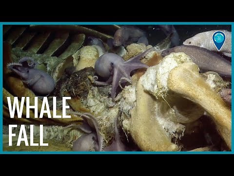 Whale Fall in Monterey Bay National Marine Sanctuary