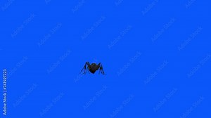 3D Ant Insect walking and approaching from a distance animation with front view on alpha matte, 4k little ant Insect running render on a blue background, Included at the end of the clip alpha channel