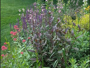 How to Deadhead Penstemon & Salvia