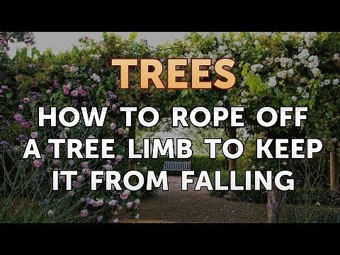 How to Rope Off a Tree Limb to Keep it From Falling
