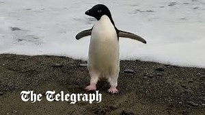 'Pingu' the confused Antarctic penguin washes up in New Zealand, 1900m from home