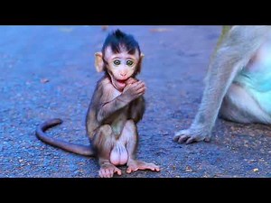 monkeys doing funny things