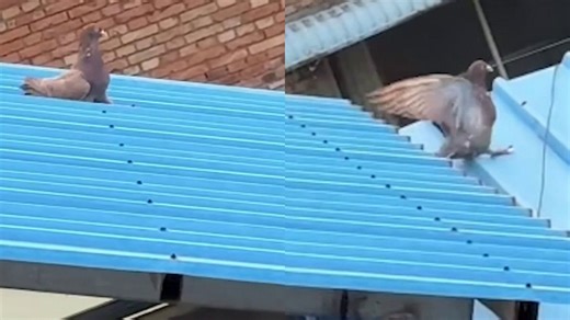 Pigeon turns metal roof into a slide