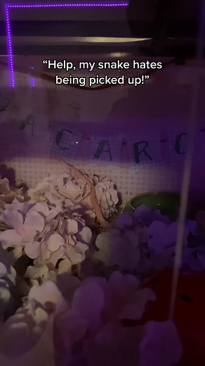 Understanding Baby Snakes: Trust and Care Tips