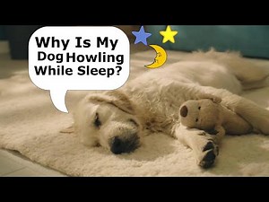 Dog Howling In Sleep