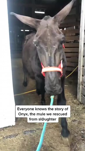 Meet Obsidian, Onyx’s full brother and team mate. #AlaskaAirCAREoke #Horsetok #colbyscrew #fyp #rescuehorse #equestrian #onyxthemule | Jairo