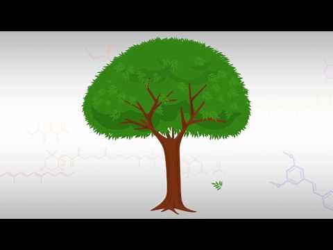 Cinnamon Extract - What You Need to Know in About 1 Minute