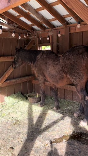 Caring for a Senior Horse: Minimizing Stress and Maximizing Comfort