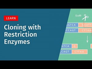 Restriction Enzyme Cloning: How It Works, Pros, and Cons