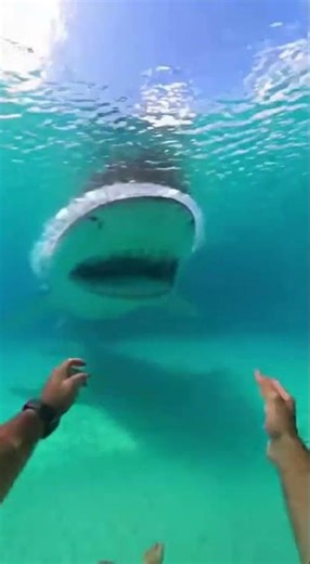 waterslide into pool full of giant fish #funny #meme
