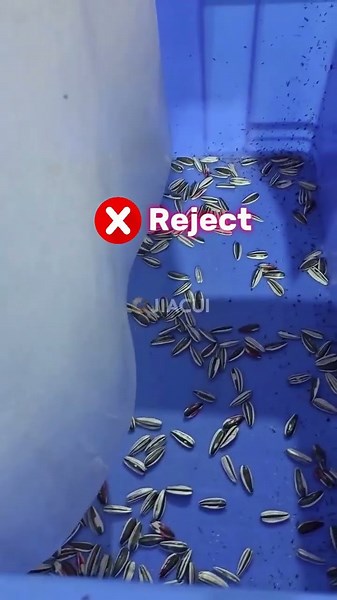 #JIACUI Amazing X-Ray Sorter Picks Perfect Sunflower Seeds!