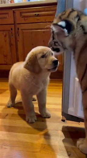Puppy and Tiger Cub Become Best Friends!