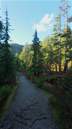 Peaceful Forest Walk #nature #natureaudio #mountains #coastaltrail