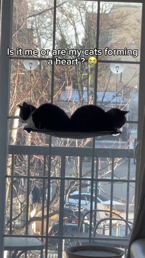 Understanding Cat Fights: Causes and Solutions