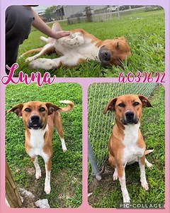 40 reactions · 32 shares | Luna’s biggest concern is finding a family...