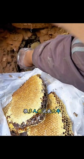 鴨腳木蜜是鼎鼎大名的冬蜜 #鴨腳木 #鴨腳木蜜 #冬蜜 | 王静的农村生活