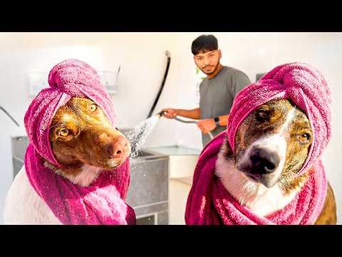 I Tried Bathing My Dogs at the Paw Station… Here’s what happened!