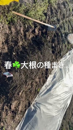 春大根の種まき☘️、ほうれん草が発芽😊