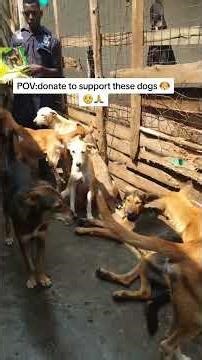 #you can support these dogs by making a donation via the PayPal link in bio whereby it makes huge